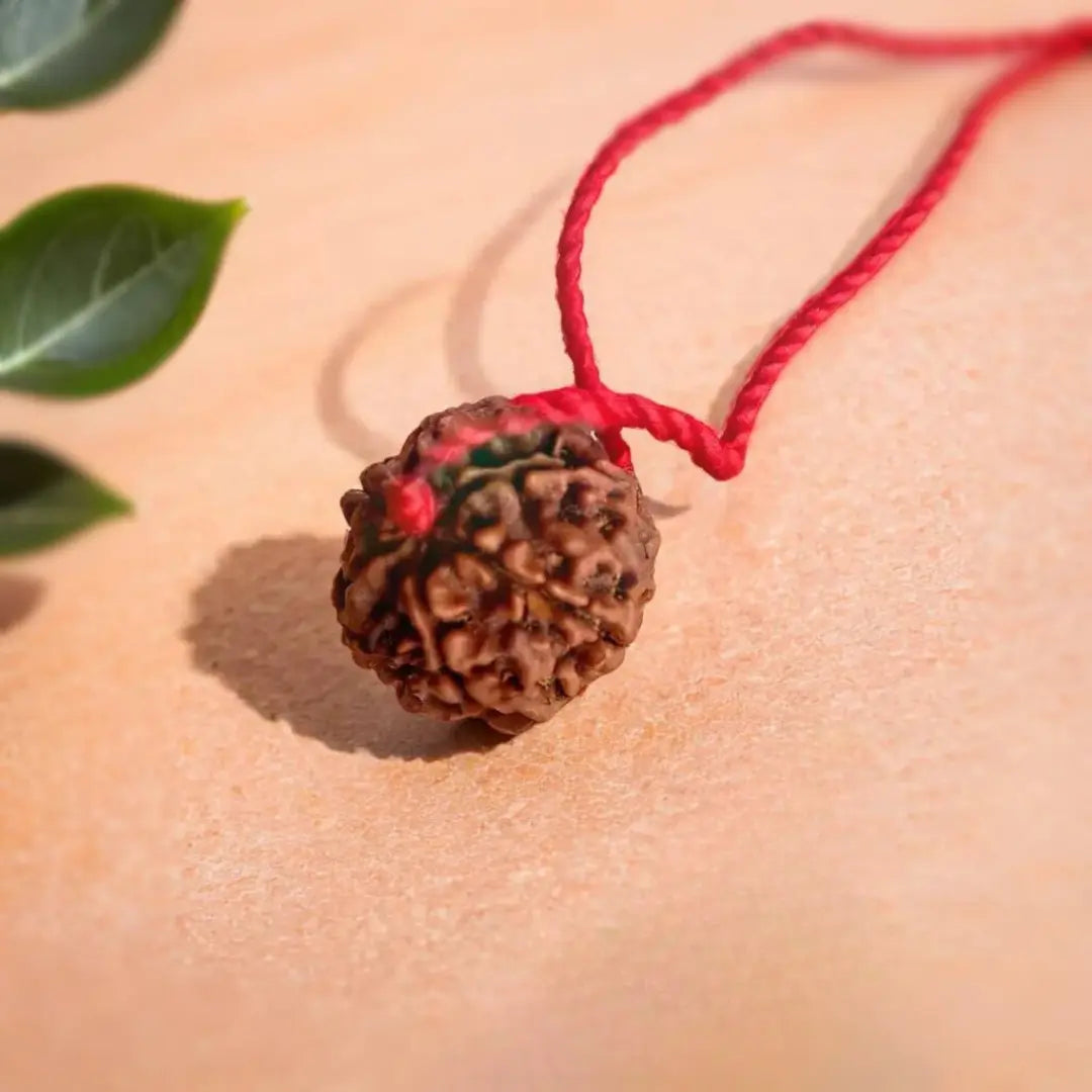 6 Mukhi Rudraksha – Nepal (With Thread)