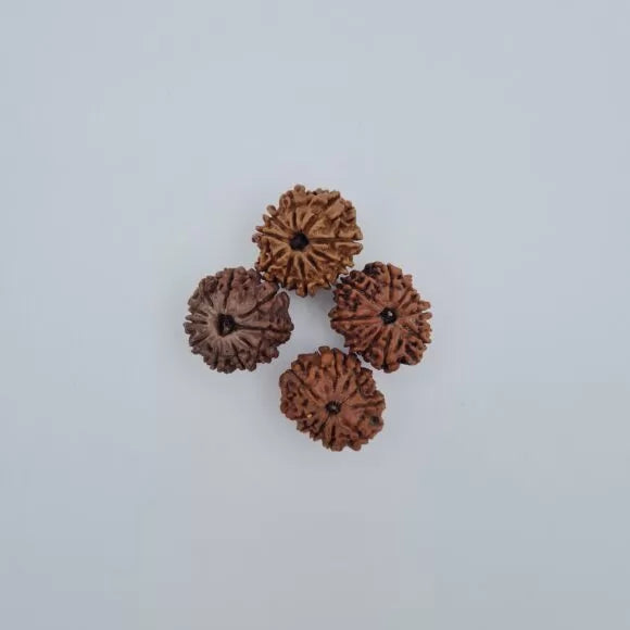 10 Mukhi Rudraksha – Nepal