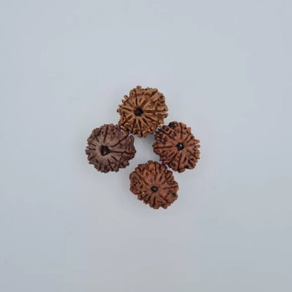 10 Mukhi Rudraksha – Nepal
