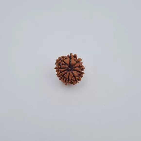 10 Mukhi Rudraksha – Nepal