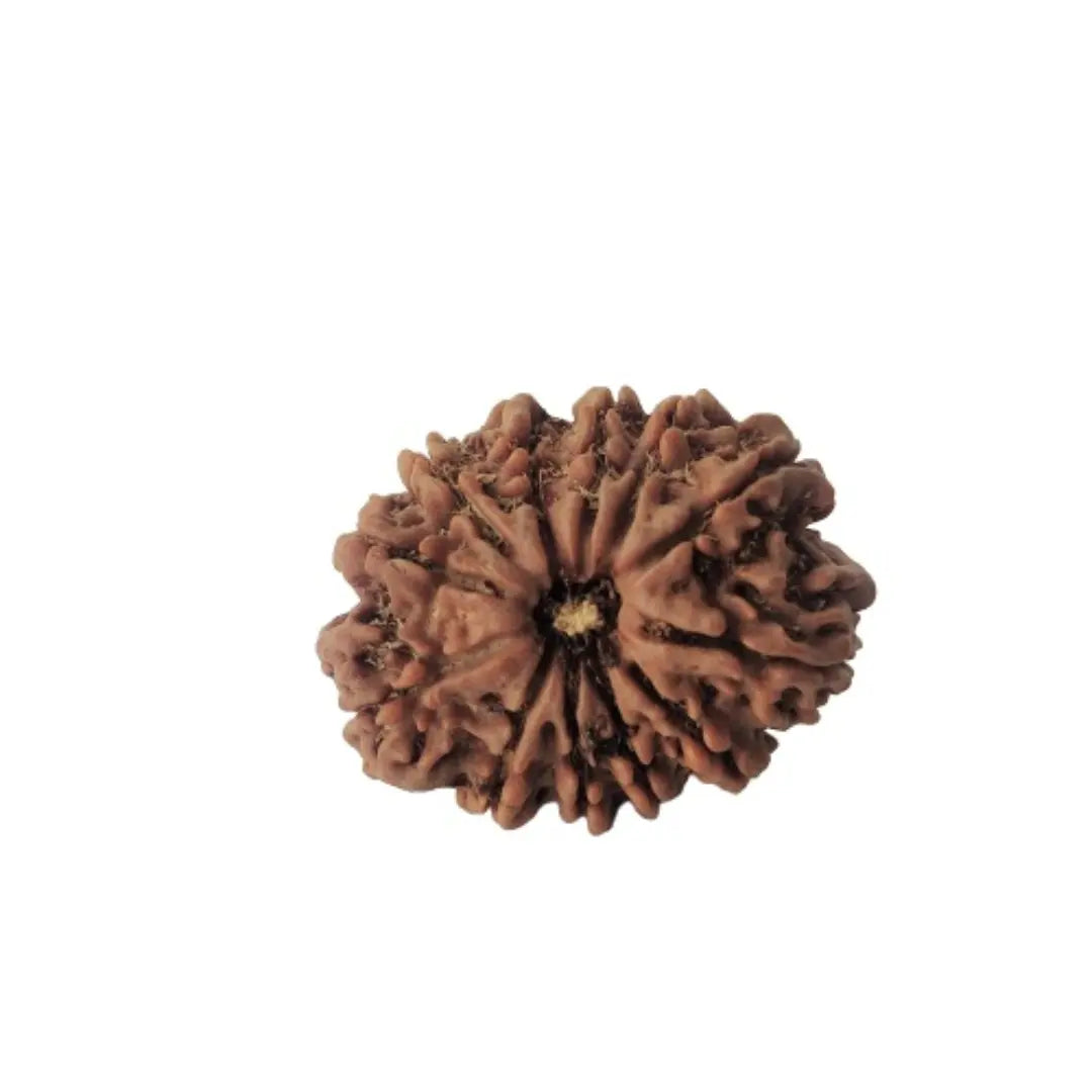 12 Mukhi Rudraksh – Nepal