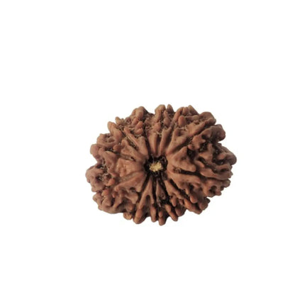 12 Mukhi Rudraksh – Nepal