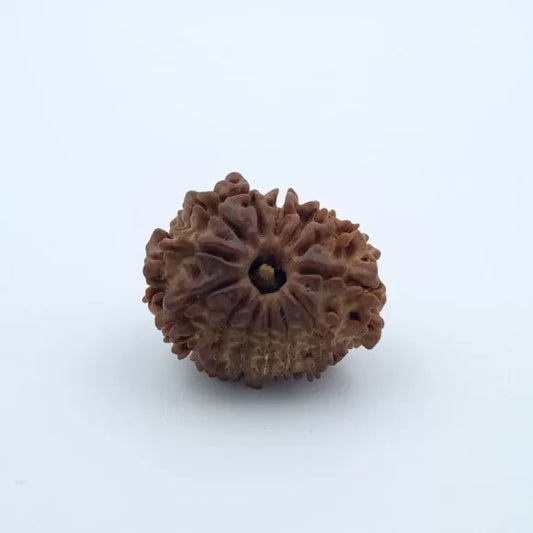 13 Mukhi Rudraksha – Nepal
