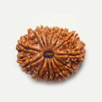 14 Mukhi Rudraksh – Nepal