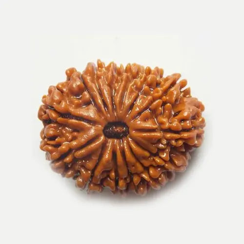14 Mukhi Rudraksh – Nepal