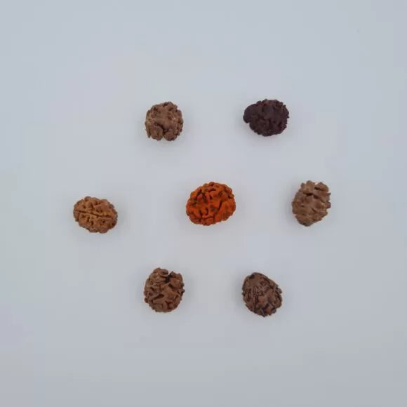 2 Mukhi Rudraksh – Nepal