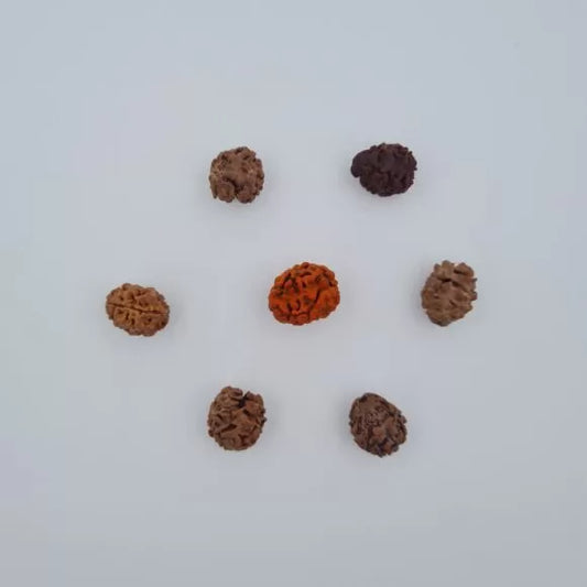 2 Mukhi Rudraksh – Nepal