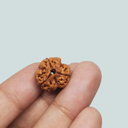3 Mukhi Rudraksha – Nepal (With Thread)