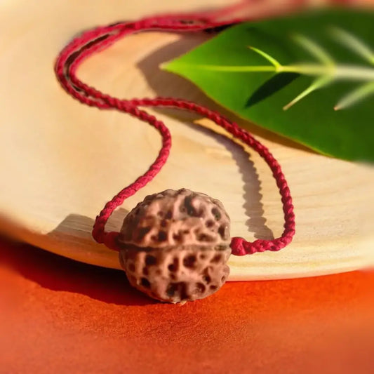 5 Mukhi Rudraksha – Nepal (With Thread)