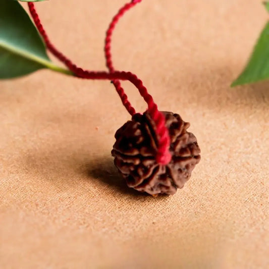 6 Mukhi Rudraksha – Nepal (With Thread)