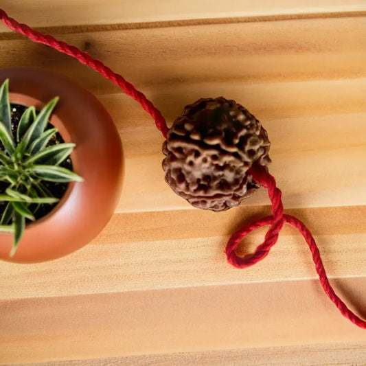 7 Mukhi Rudraksha – Nepal (With Thread)