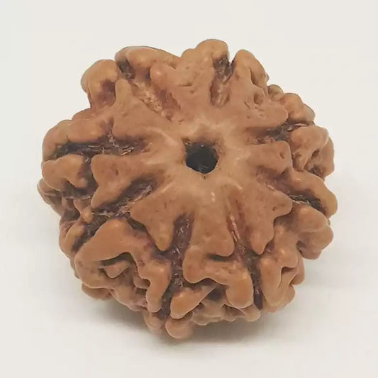 8 Mukhi Rudraksha – Nepal