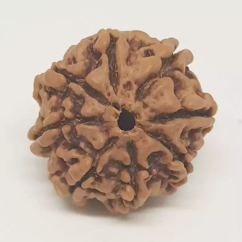 8 Mukhi Rudraksha – Nepal