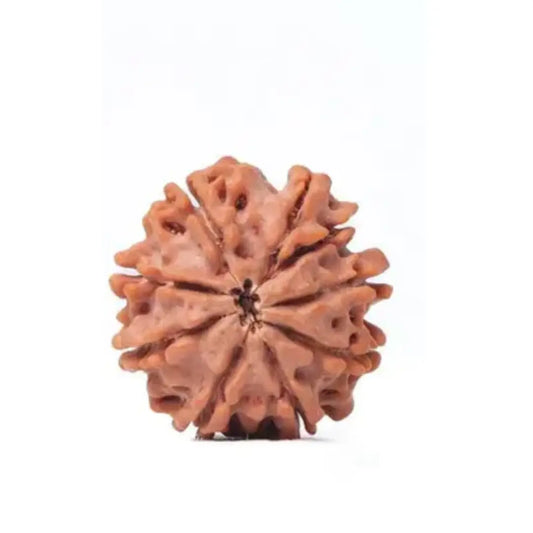9 Mukhi Rudraksha – Nepal