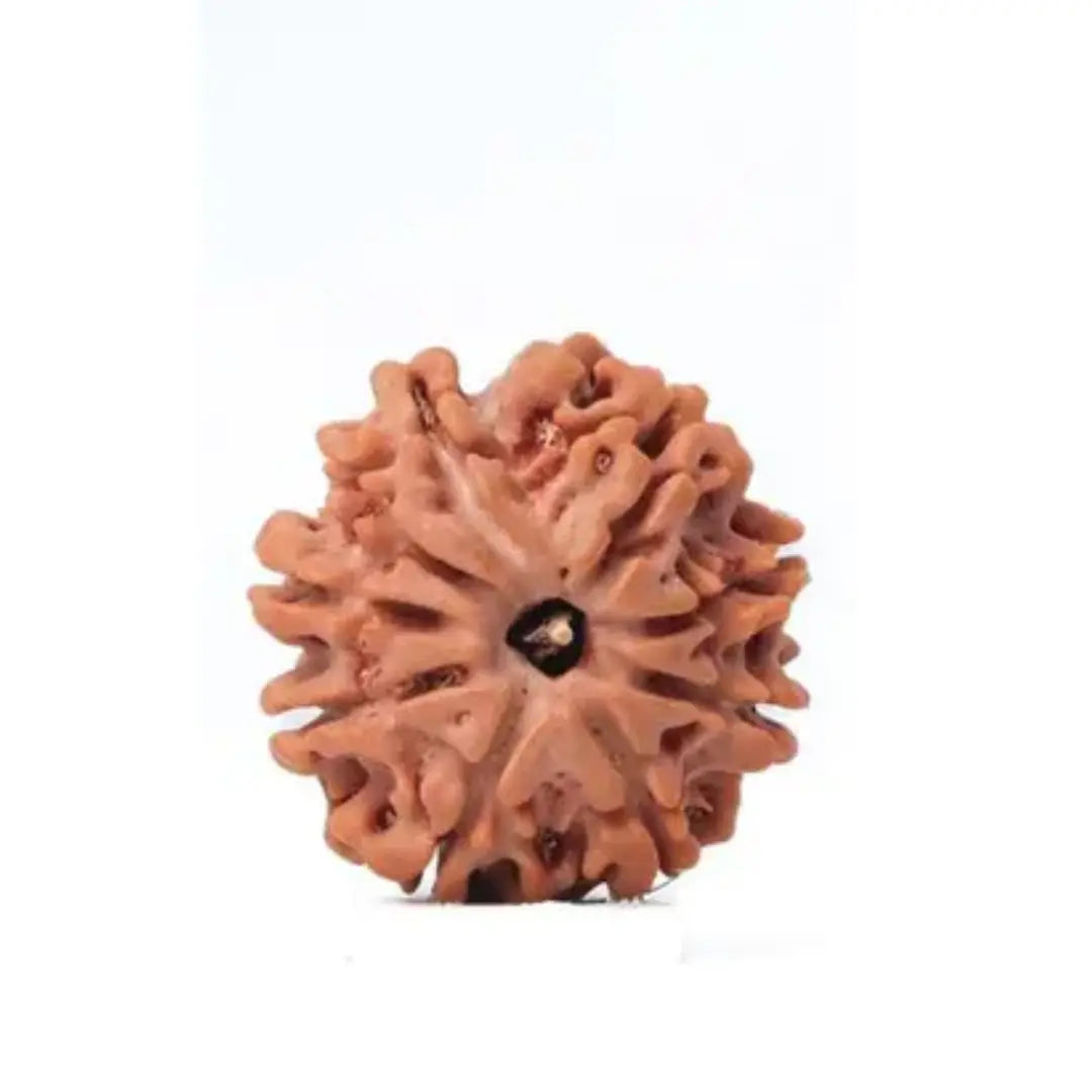 9 Mukhi Rudraksha – Nepal