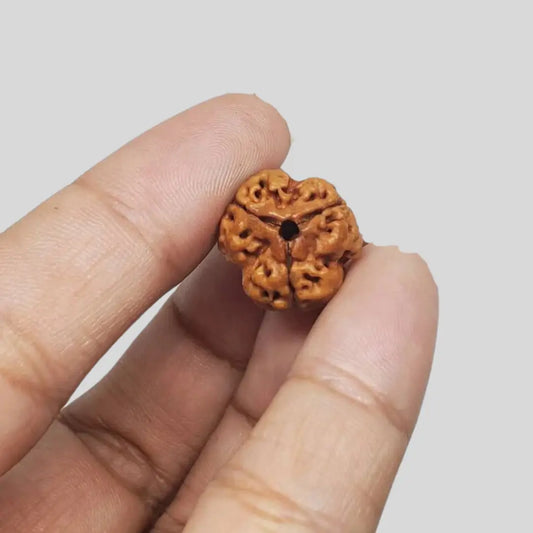3 Mukhi Rudraksha – Nepal (With Thread)