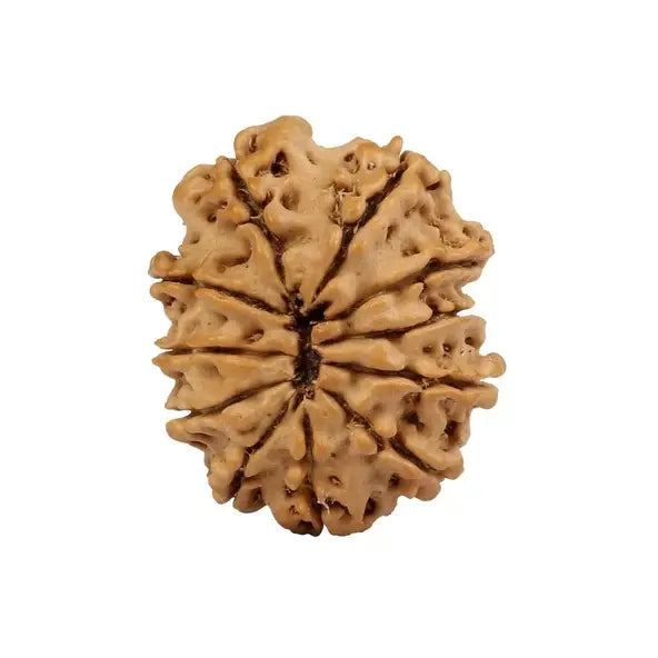 11 Mukhi Rudraksha – Nepal