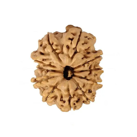 11 Mukhi Rudraksha – Nepal