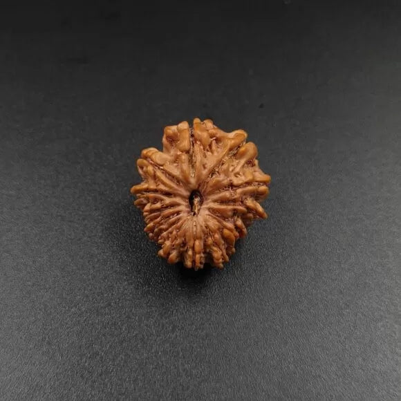 14 Mukhi Rudraksh – Nepal